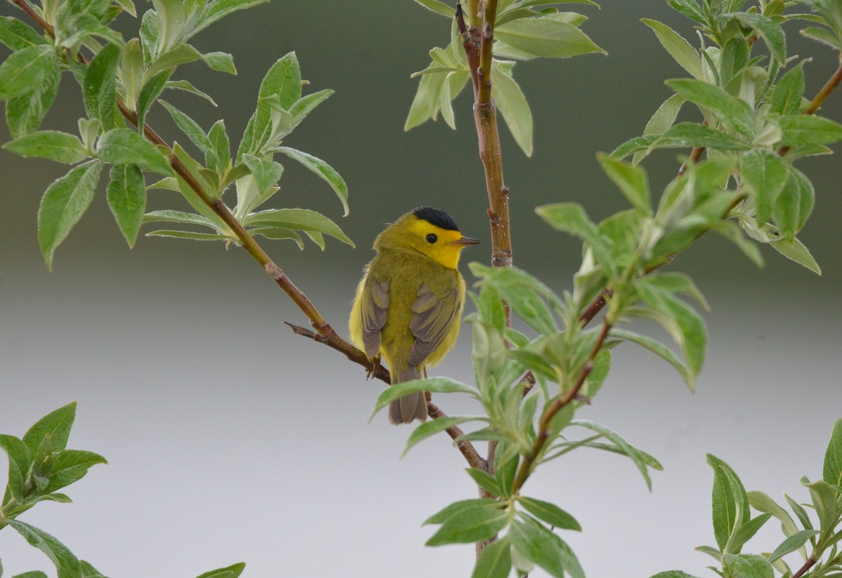 Wilson's Warbler (pileolata) - ML275134031