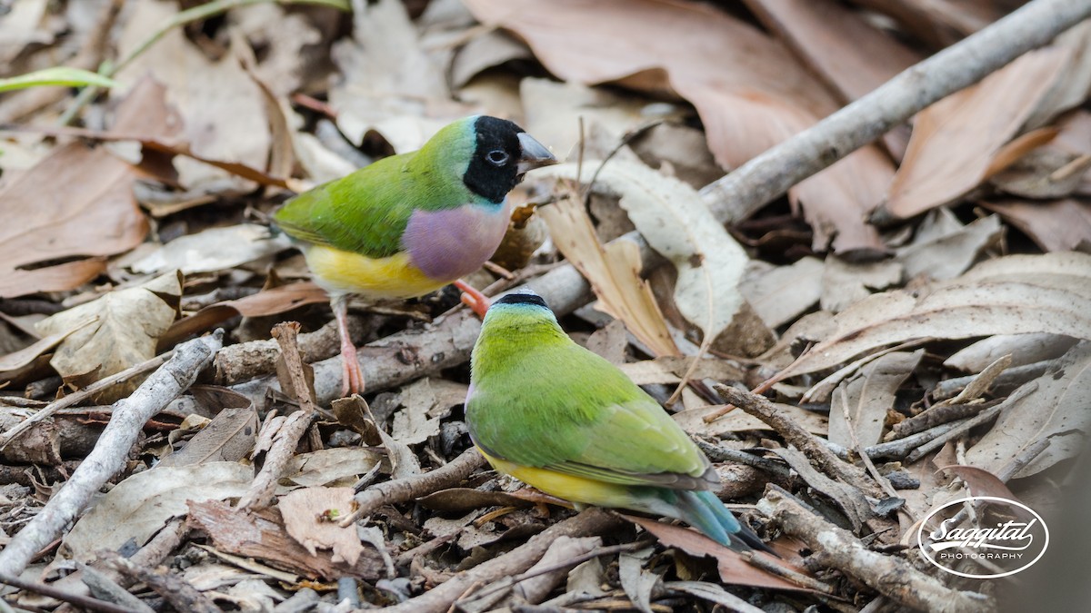 Gouldian Finch - ML27513501