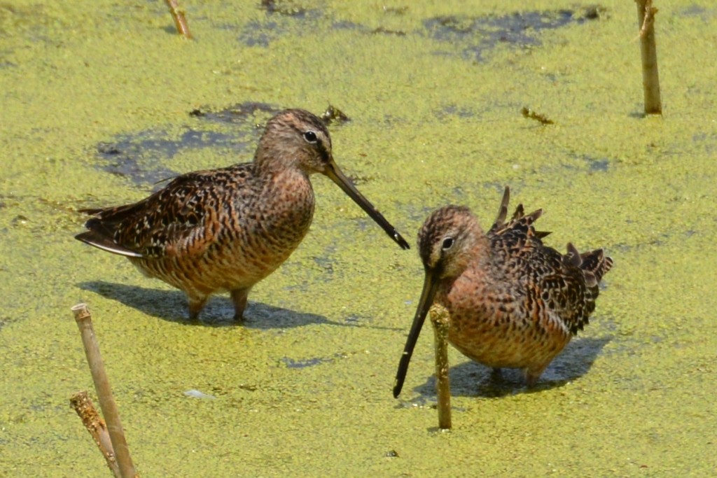 Long-billed Dowitcher - John Whitehead