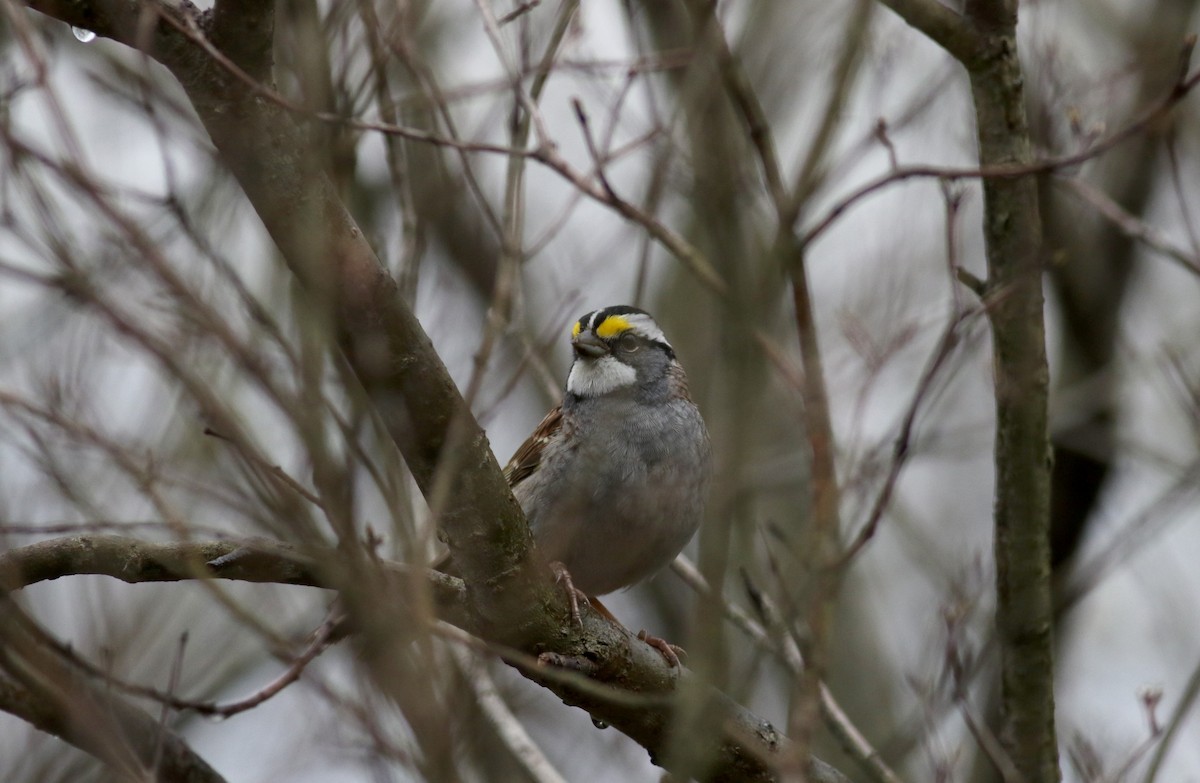 White-throated Sparrow - Jay McGowan