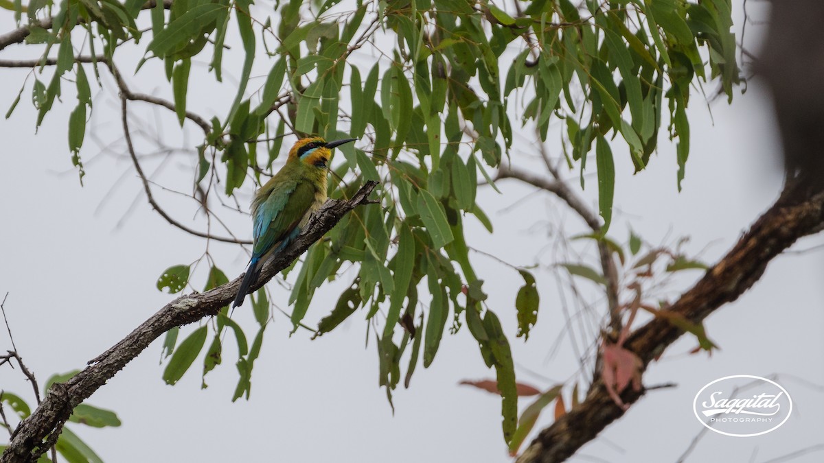 Rainbow Bee-eater - Peter Latta