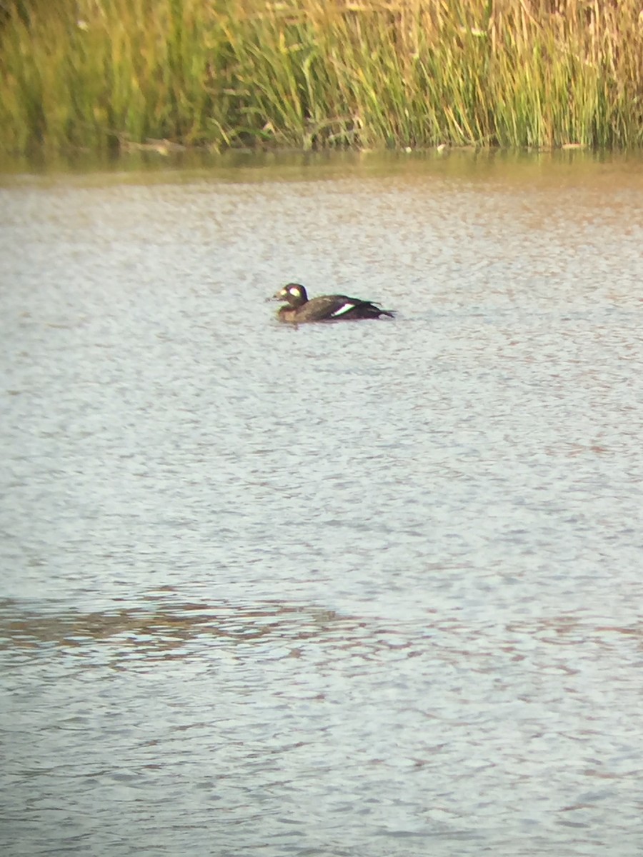 White-winged Scoter - ML275136821