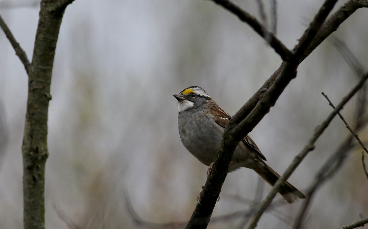 White-throated Sparrow - Jay McGowan