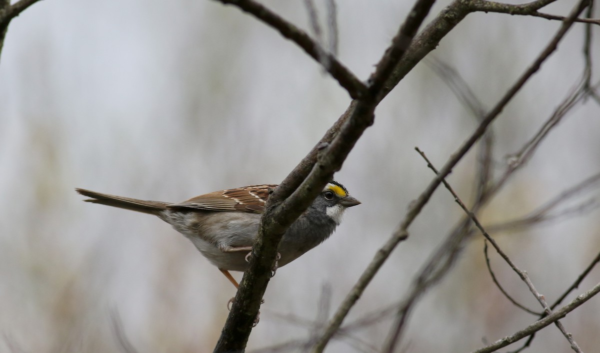 White-throated Sparrow - Jay McGowan