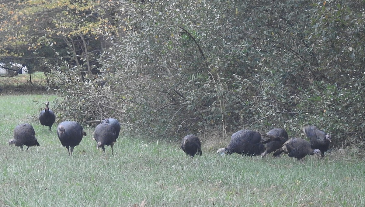 Wild Turkey - Vincent Glasser