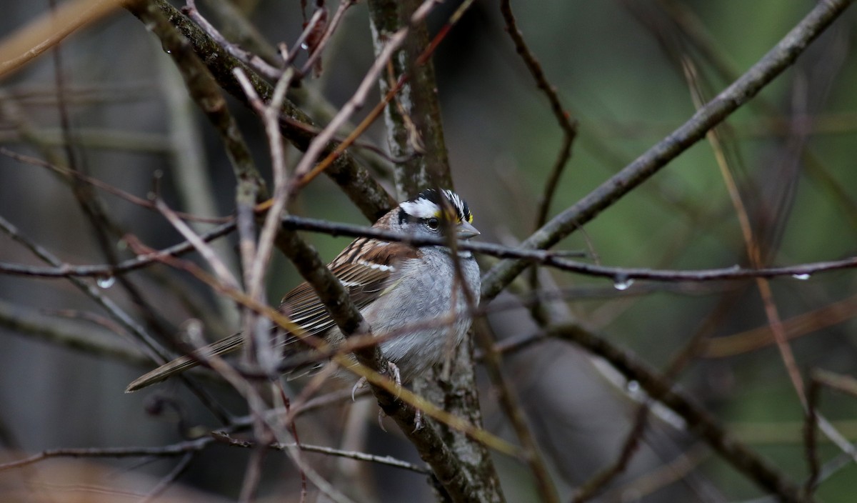 White-throated Sparrow - Jay McGowan