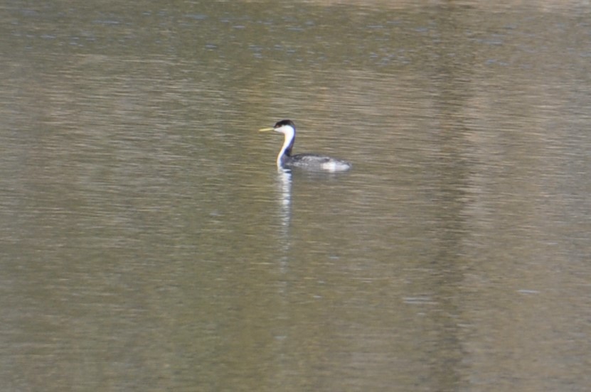 Western Grebe - ML275137511