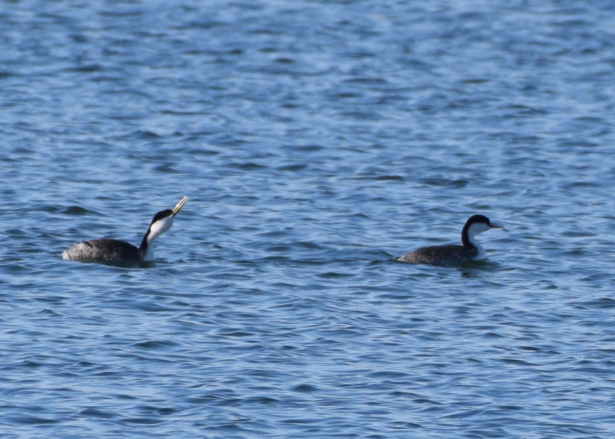 Western Grebe - ML275137651