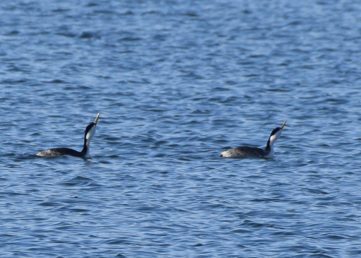 Western Grebe - ML275137661