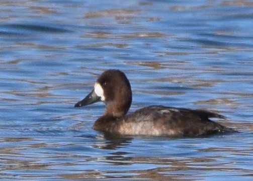 Lesser Scaup - Susan Rosine