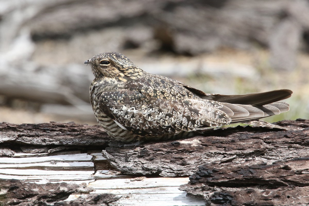 Common Nighthawk - ML275140121