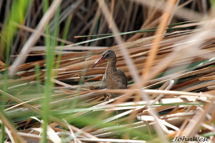 Ridgway's Rail - ML275140371