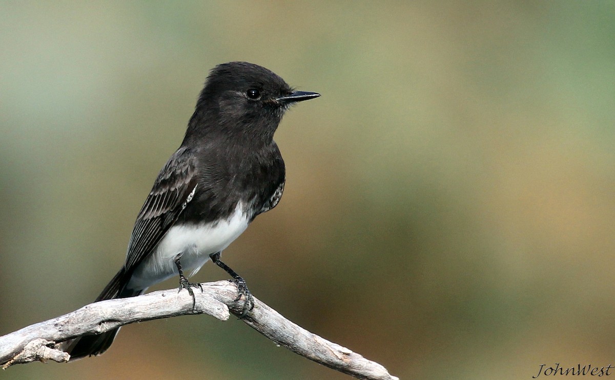 Black Phoebe - John West