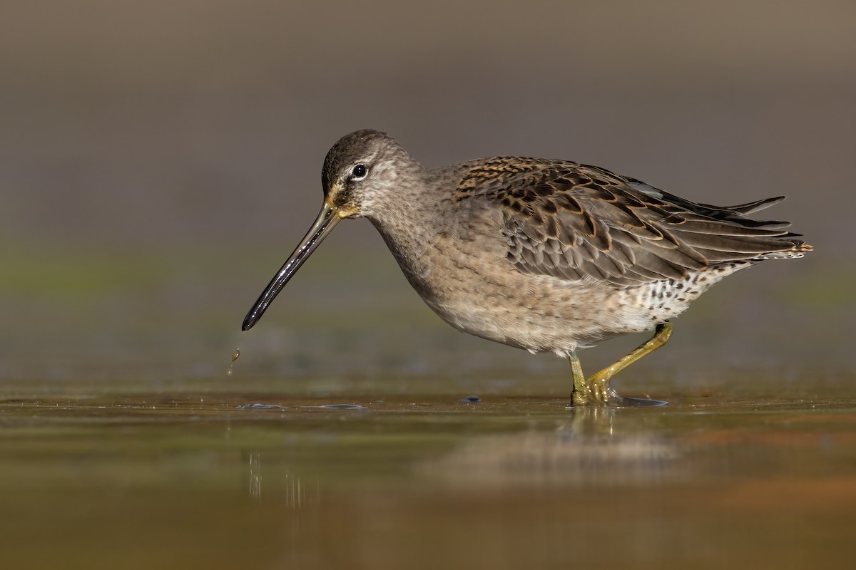 Long-billed Dowitcher - ML275141041