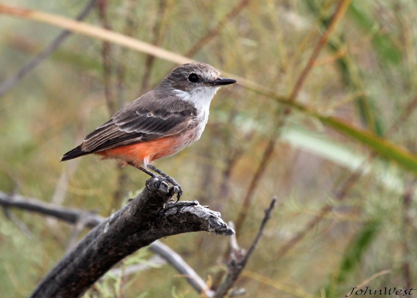 Vermilion Flycatcher - John West