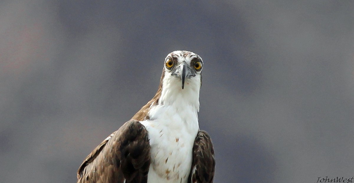 Águila Pescadora - ML275141331