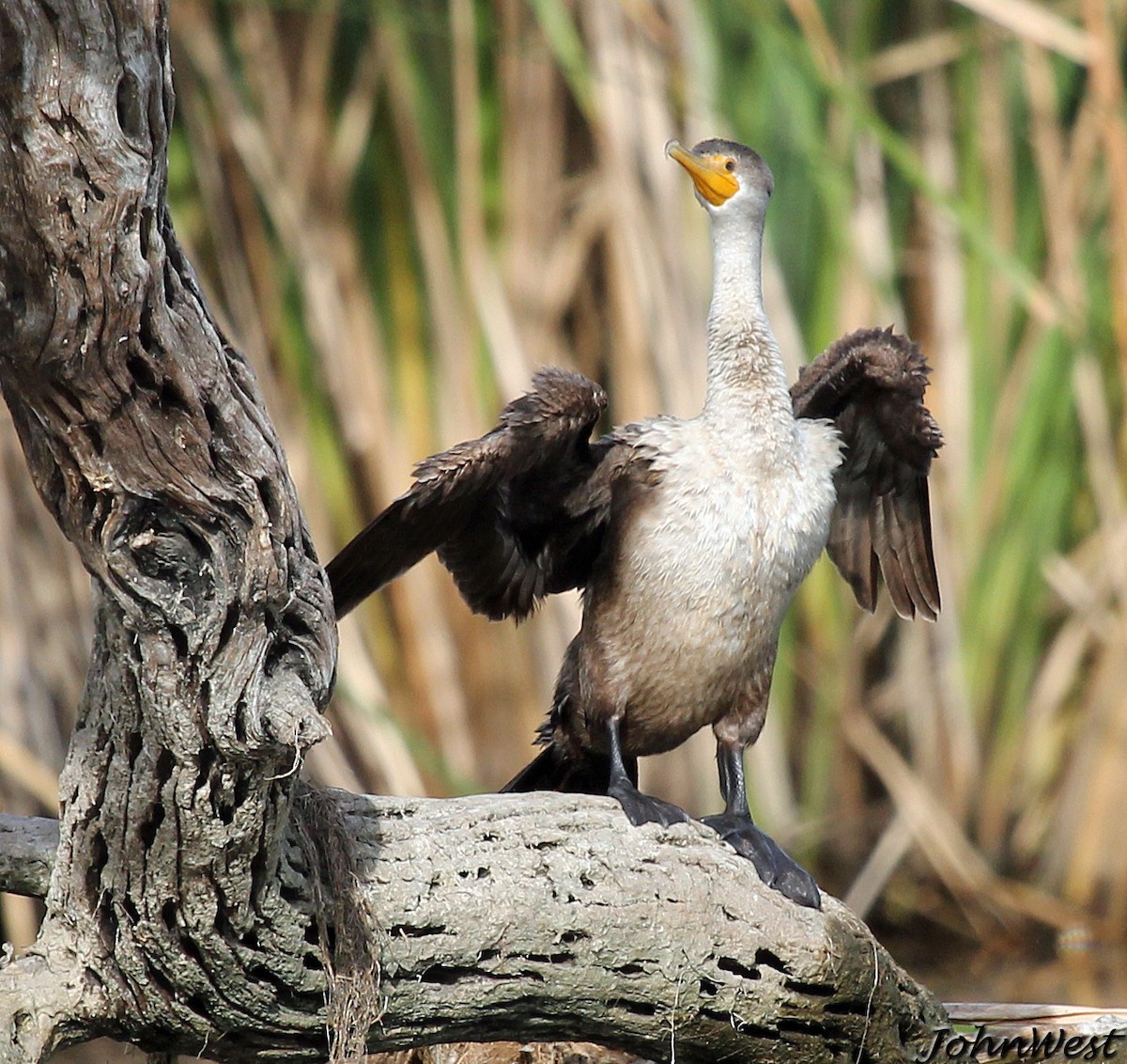 Double-crested Cormorant - John West