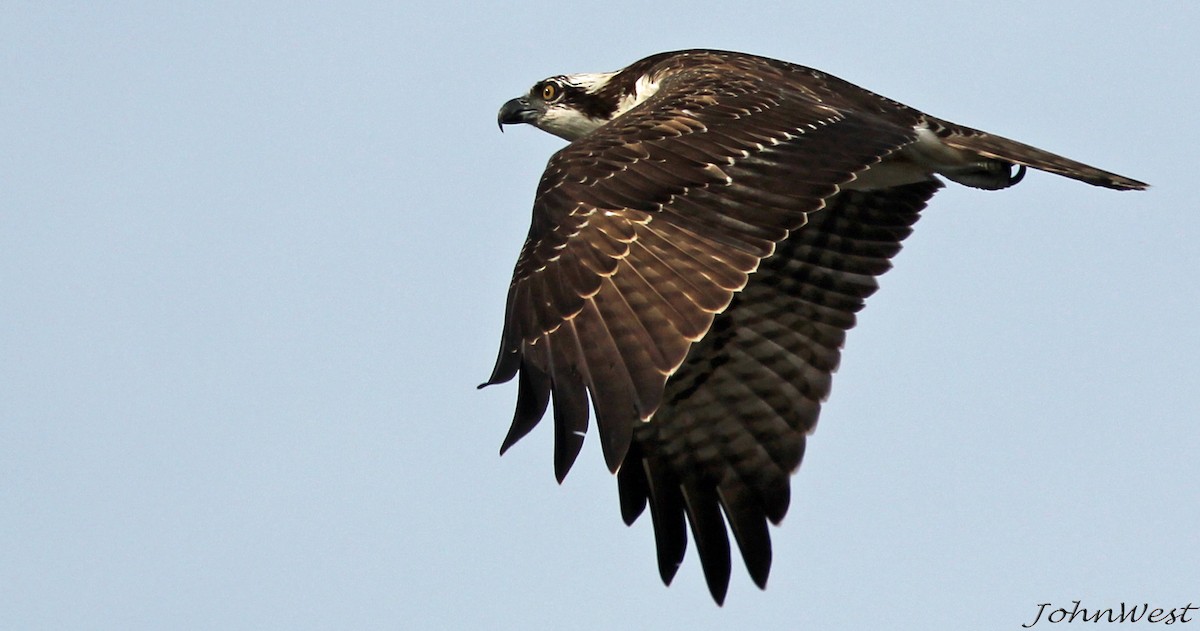 Osprey - John West