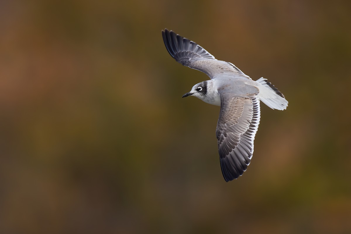 Franklin's Gull - Ryan Sanderson
