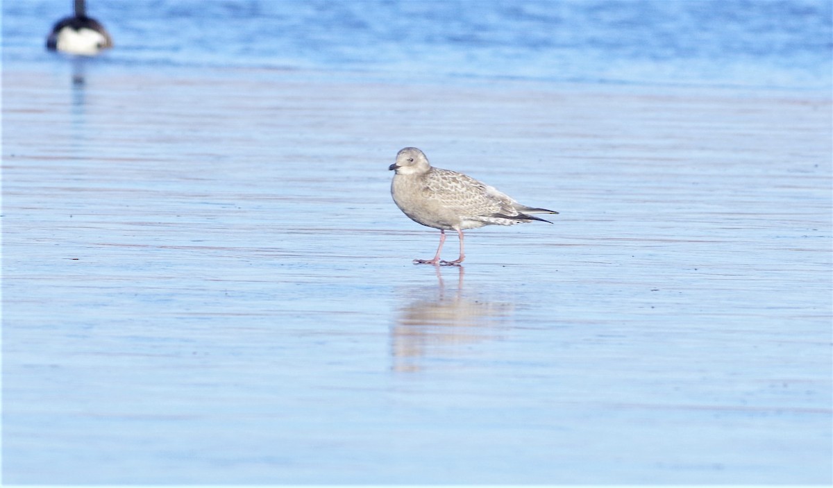 Iceland Gull (Thayer's) - ML275146151