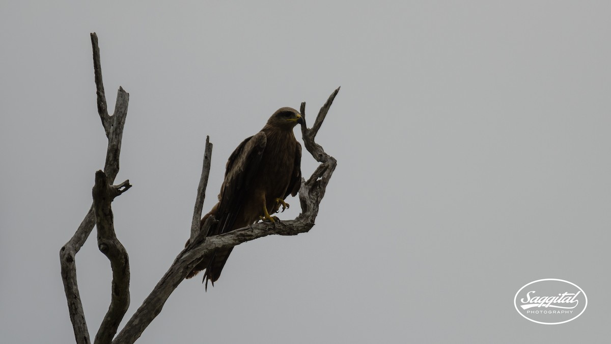 Black Kite - ML27514631