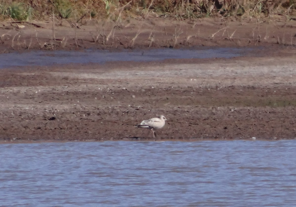 Iceland Gull (Thayer's) - ML275146881