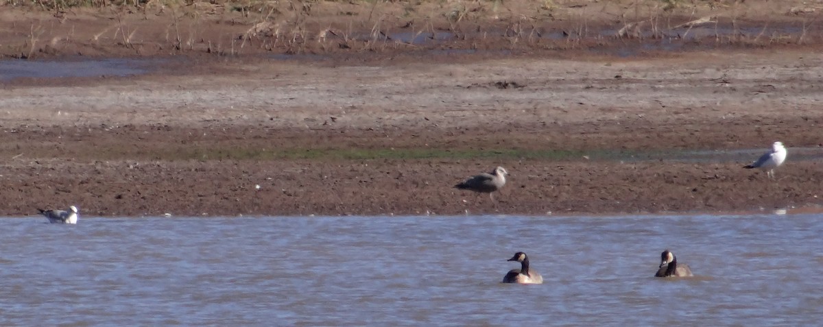 Iceland Gull (Thayer's) - ML275147001