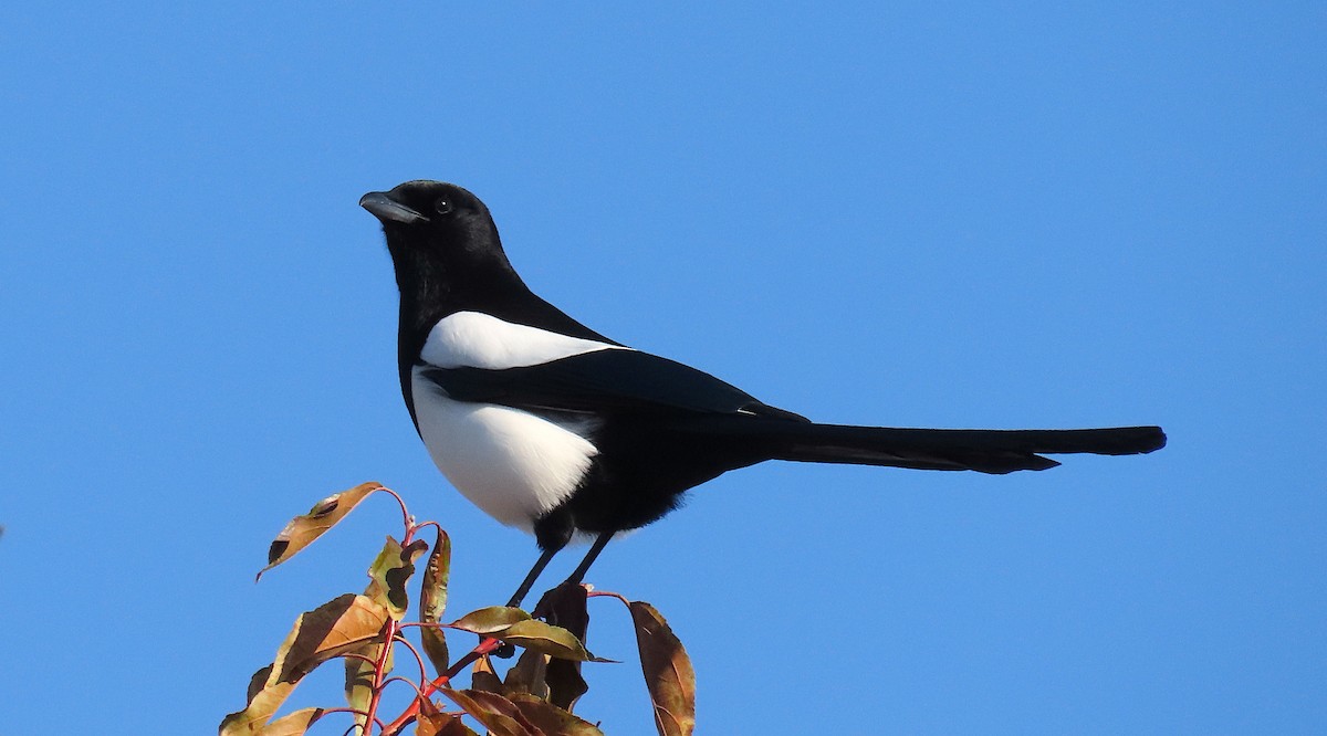 Black-billed Magpie - ML275147041