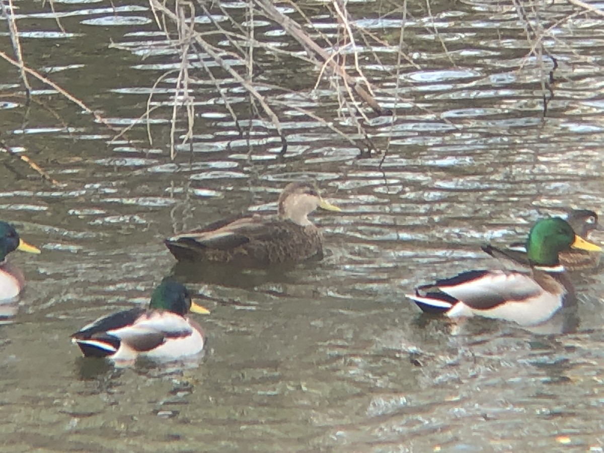 American Black Duck - ML275147091