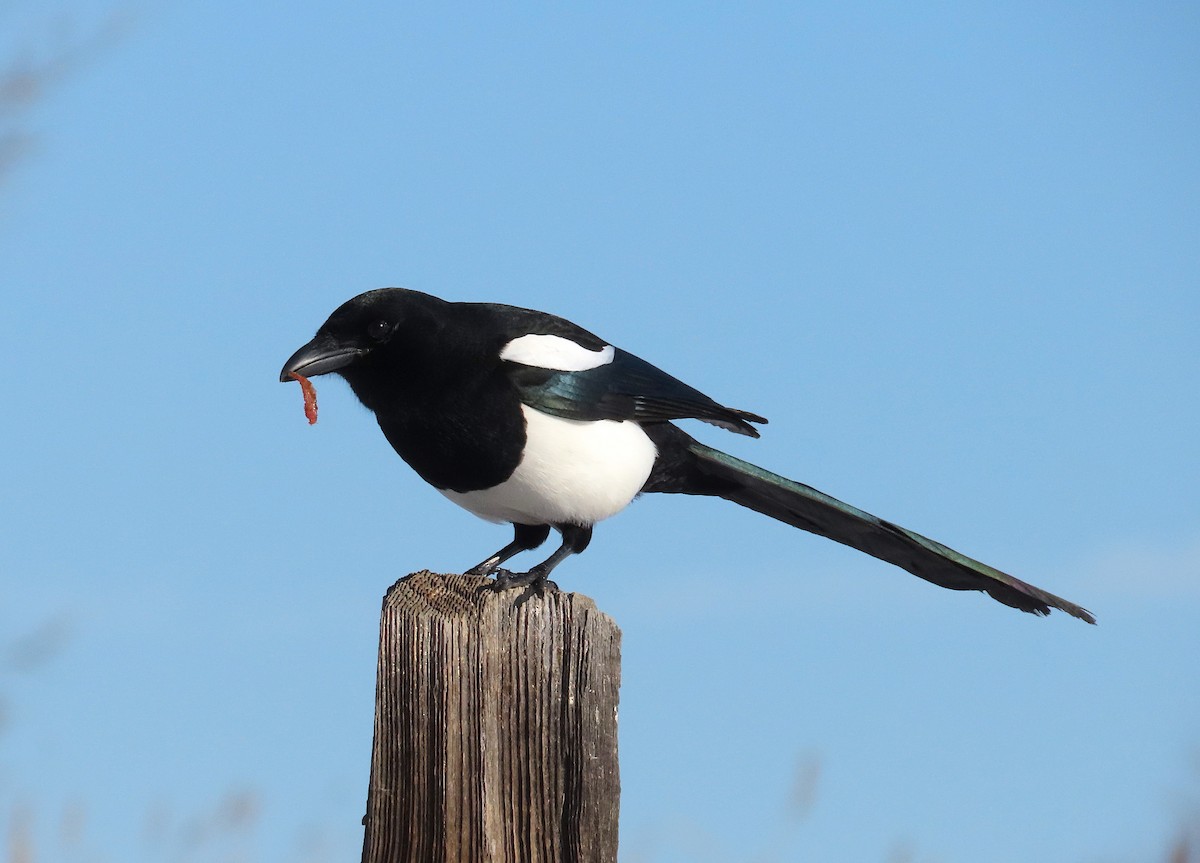 Black-billed Magpie - Ted Floyd