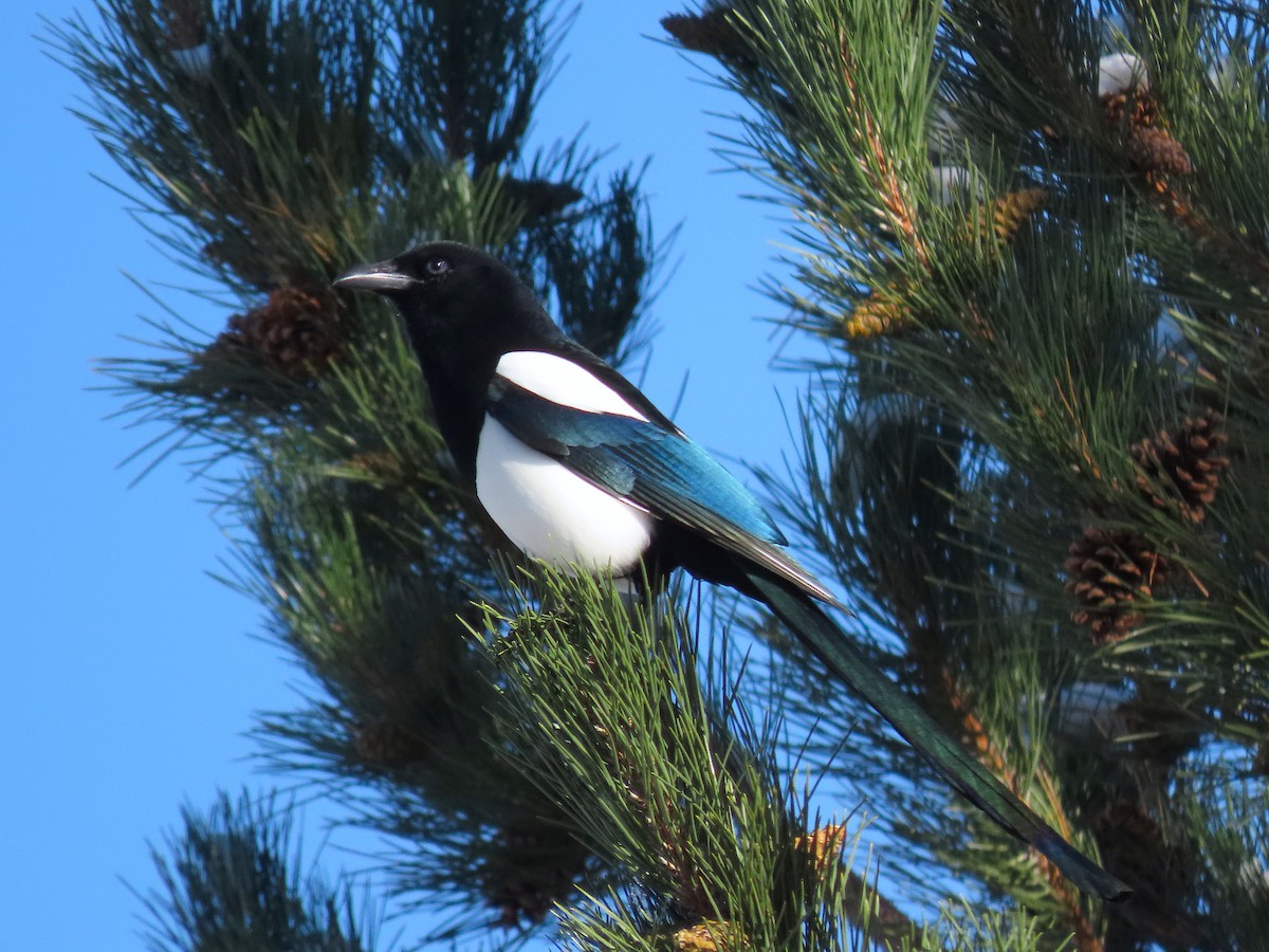 Black-billed Magpie - ML275147211