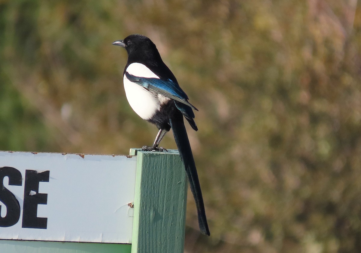 Black-billed Magpie - ML275147231