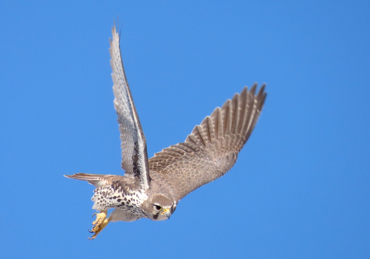 Prairie Falcon - ML275147391