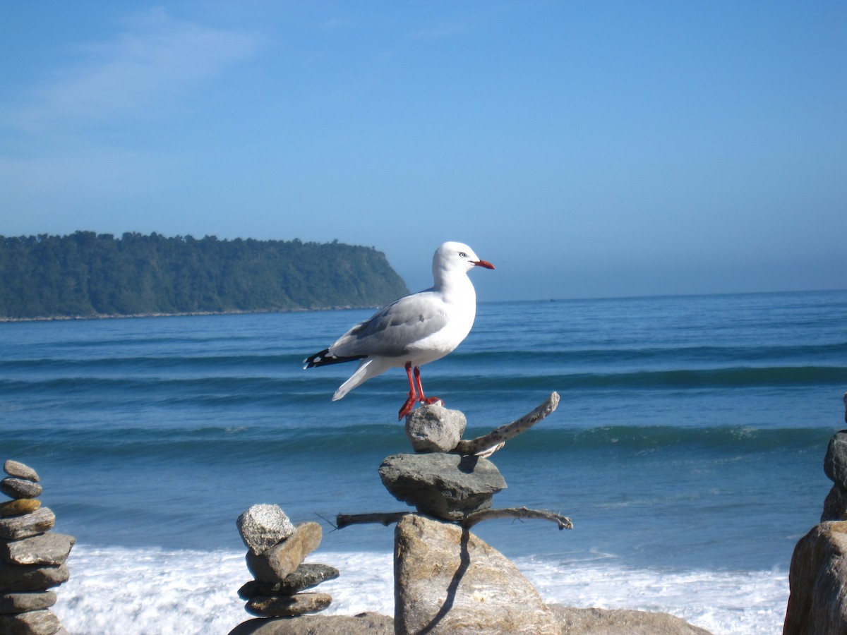 Silver Gull - ML275147551