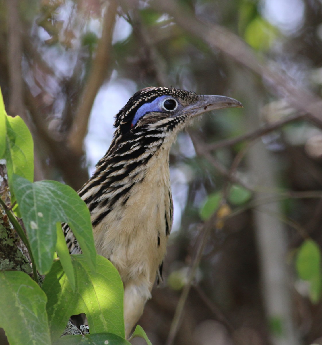 Lesser Roadrunner - ML275148061