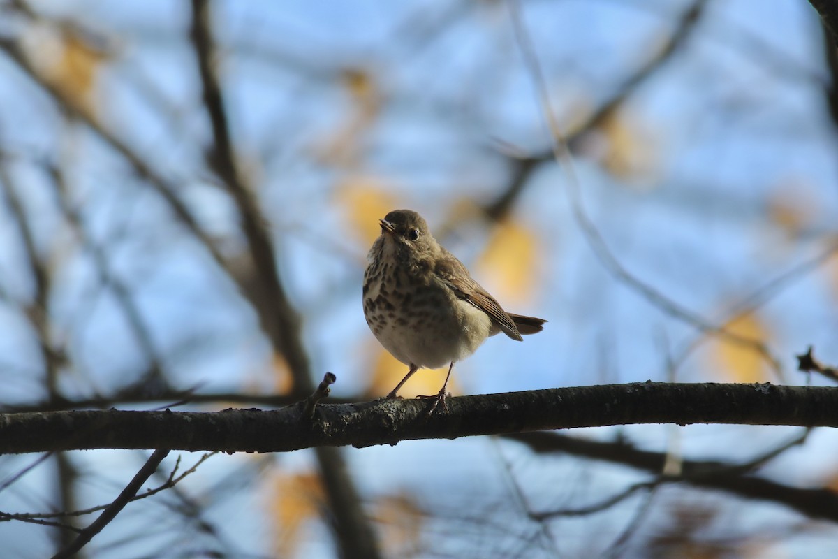 Hermit Thrush - ML275148441