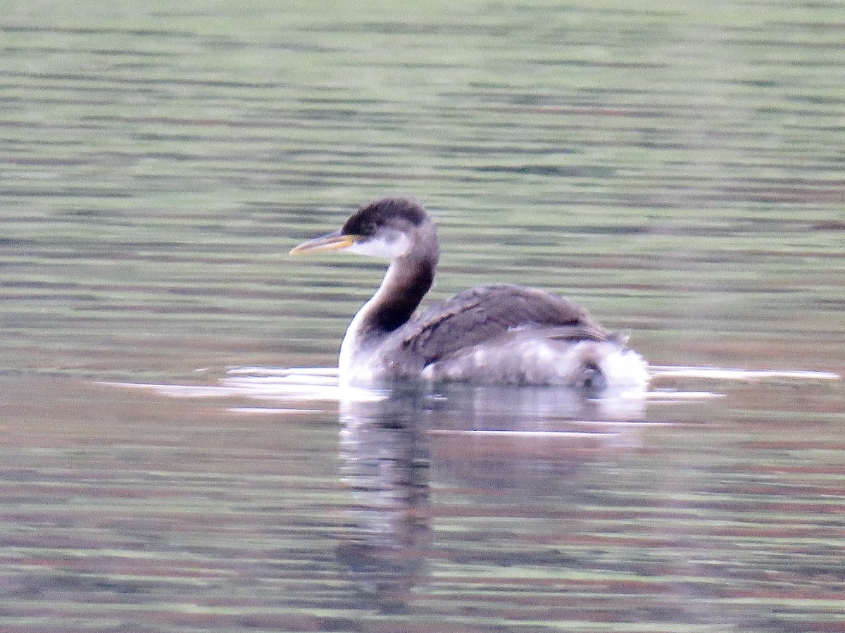 Red-necked Grebe - ML275152581