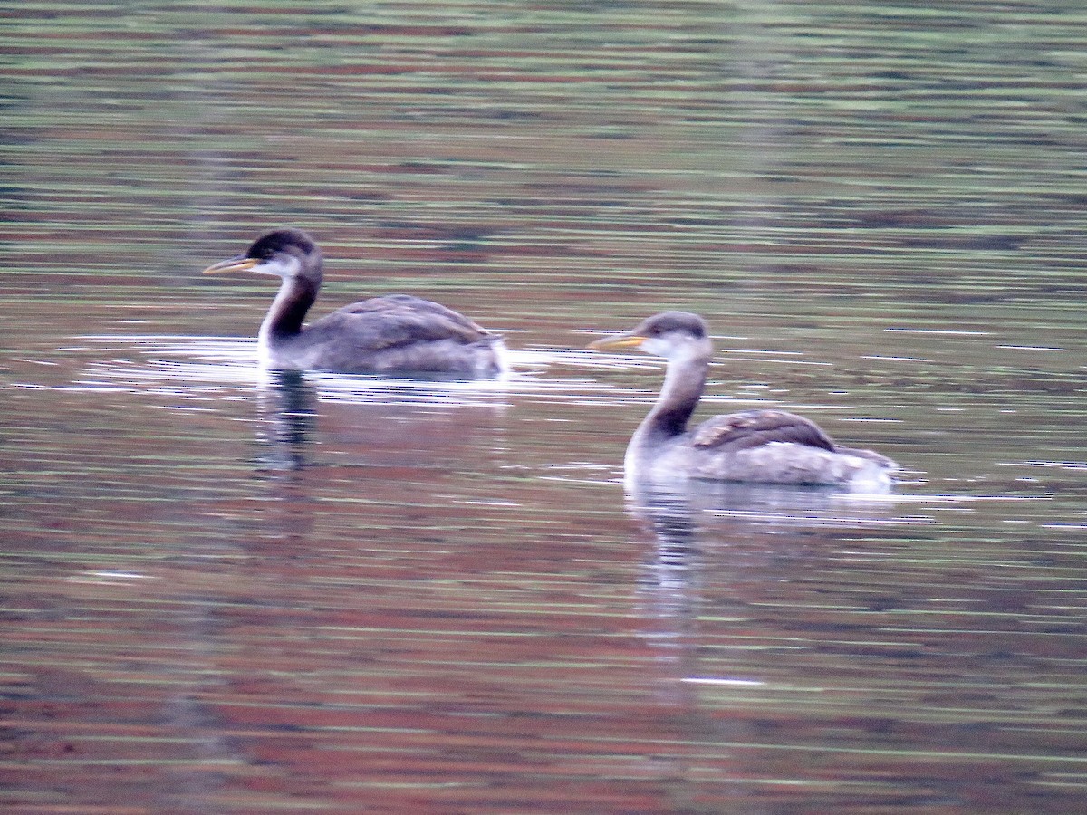 Red-necked Grebe - ML275152601