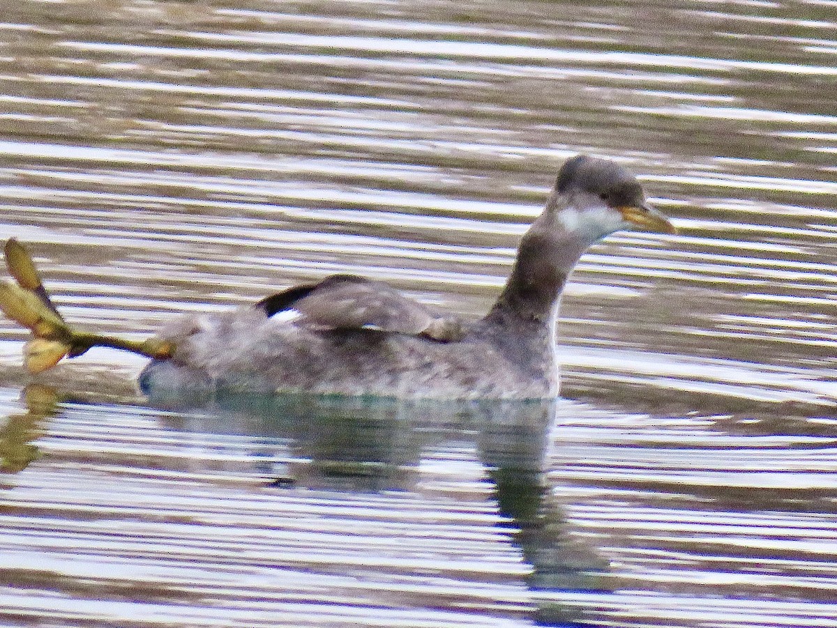 Red-necked Grebe - ML275152621