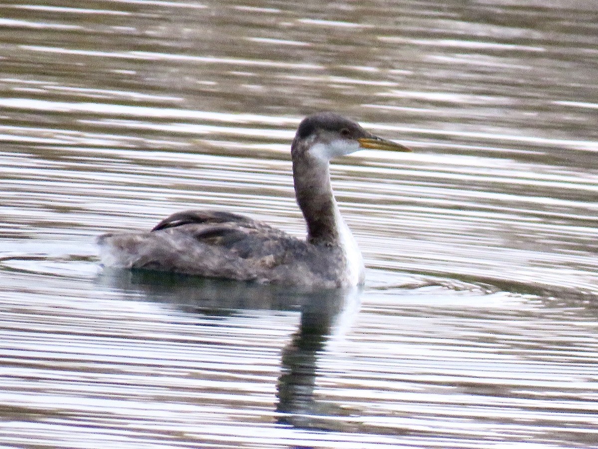 Red-necked Grebe - ML275152651