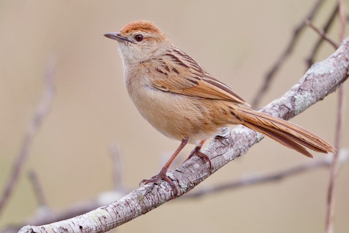 Tawny Grassbird - Mat Gilfedder