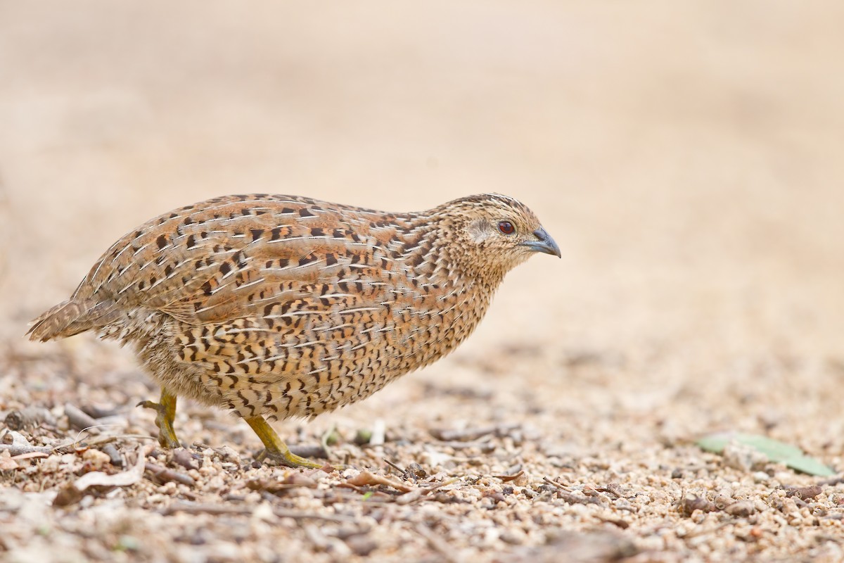 Brown Quail - ML275154111