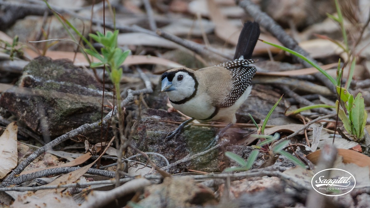 Double-barred Finch - ML27515441