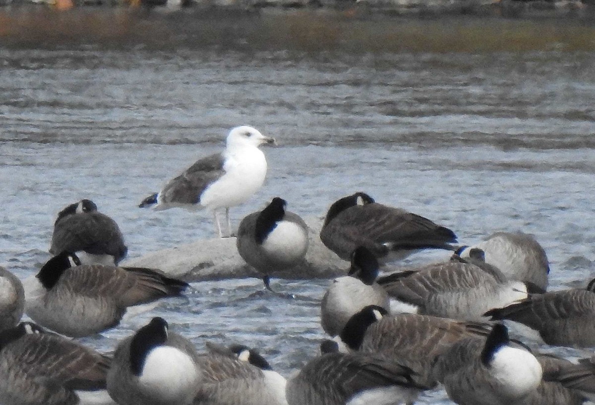 Great Black-backed Gull - ML275156571