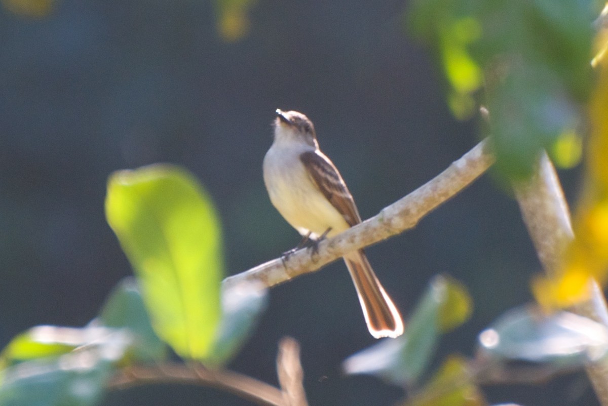 Stolid Flycatcher - Christian  Nunes