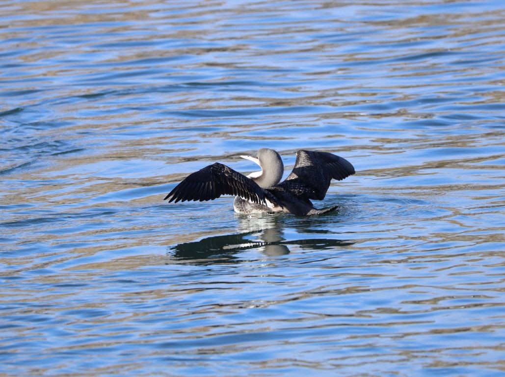 Pacific Loon - ML275158161