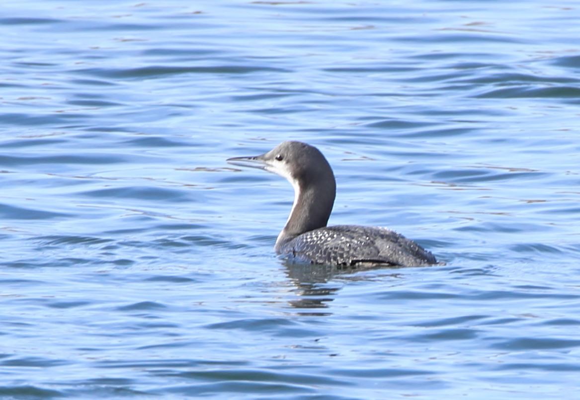 Pacific Loon - ML275158171