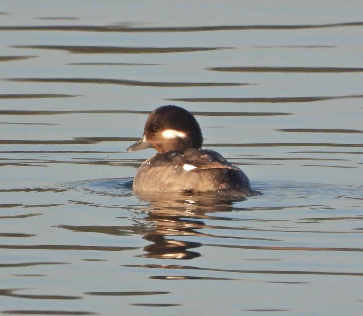 Bufflehead - ML275159731