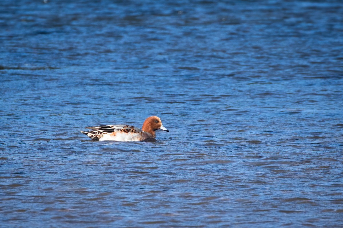 Eurasian Wigeon - ML275159791