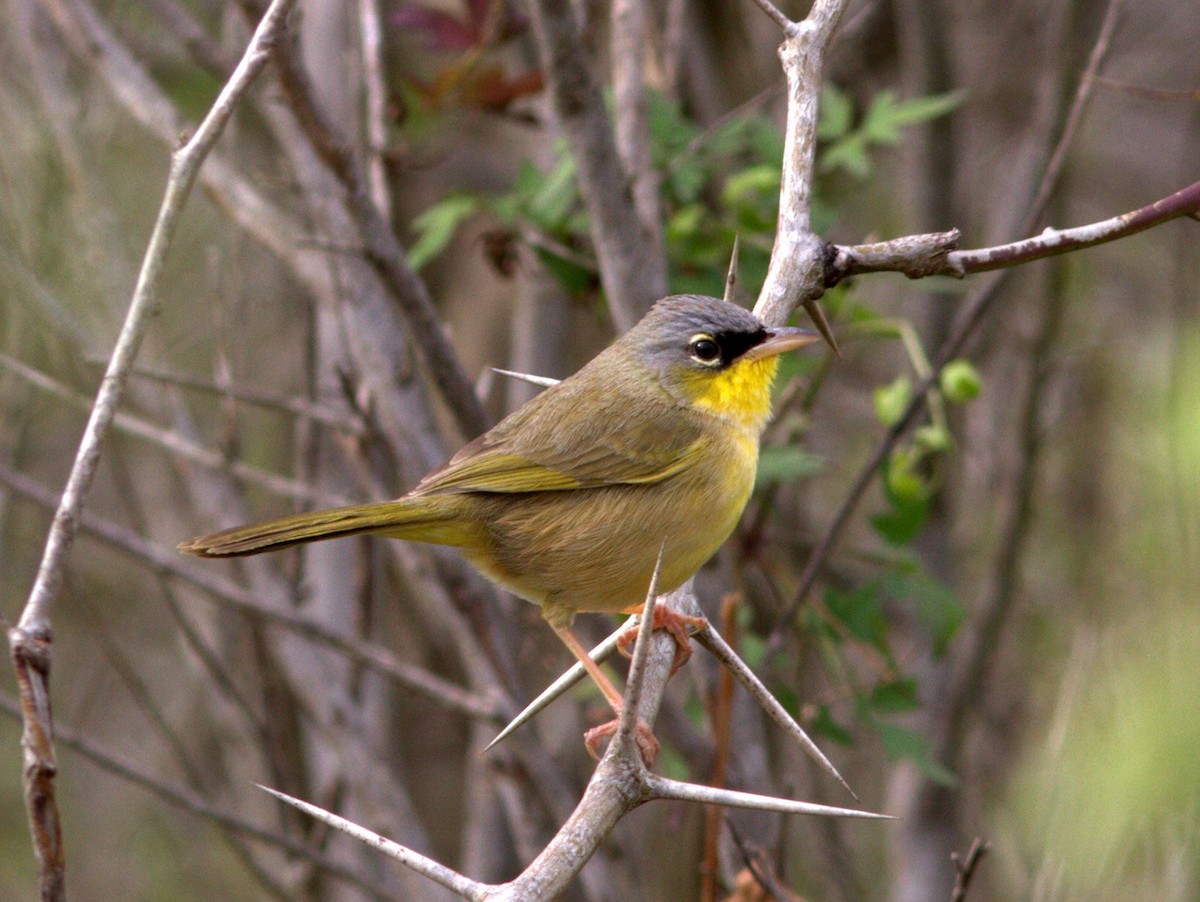 Gray-crowned Yellowthroat - ML275160641